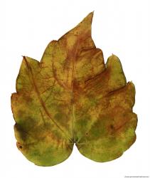 Leaves